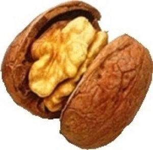 Walnut kernel