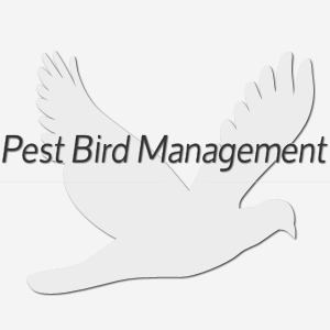 Pest Bird Management