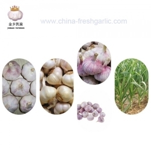 Chinese Garlic