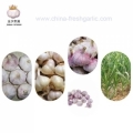 Chinese Garlic